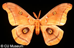Picture of Antheraea polyphemus