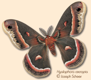 Image of Hyalophora cecropia, Copyright Joseph Scheer