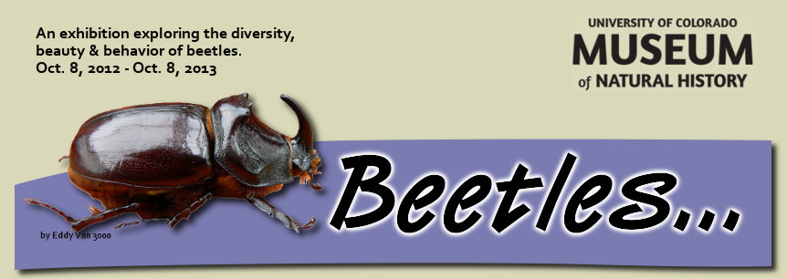 Beetles...An exhibition exploring the diversity, beauty & behavior of beetles. Oct. 8, 2012 - Sept. 8, 2013