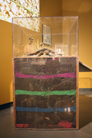 Thumbnail image of Harvester Ant exhibit vitrine created by Museum Club members