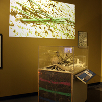 Thumbnail image of Harvester Ants exhibit showing projected movie above display vitrine and side of vitrine with cross-section of nest