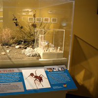 Thumbnail image of Harvester Ants vitrine showing diorama, small objects, and label