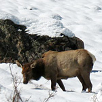 Image of elk standing in snow at Rocky Mountain National Park