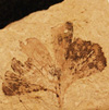 Image of fossil ginkgo leaf