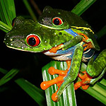 Image of two tropical frogs; the smaller frog is clinging to the larger frog's back