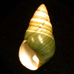 Image of a mollusc shell from the museum's zoology collections