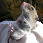 Image of field mouse being held by researcher