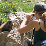 Thumbnail image of zoology student in the field, photographing a marmot