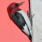 Image of mounted woodpecker specimen