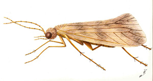 Image of Caddis Fly