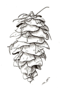 Image of Douglas-fir cone