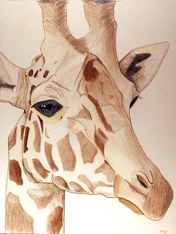 Drawing of giraffe