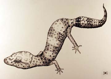 Drawing of gecko