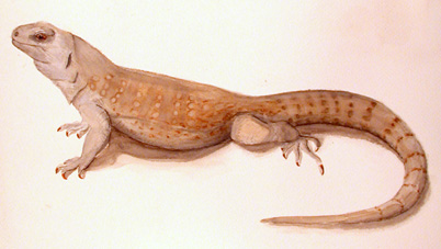 Image of a desert iguana