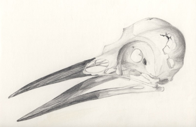 Image of Bird Skull
