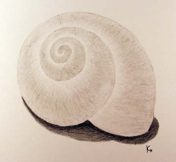 Drawing of shell