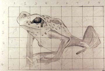 Drawing of frog