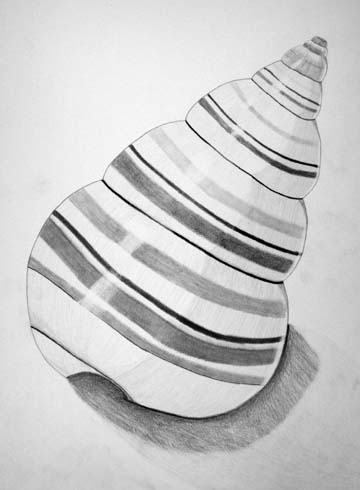 Drawing of seashell
