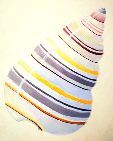 Painting of seashell