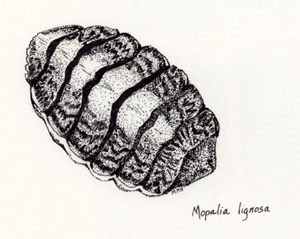 Image of Nopalia lignosa