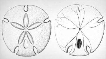 Drawing of sand dollar