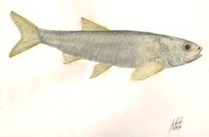 Image of fossil fish