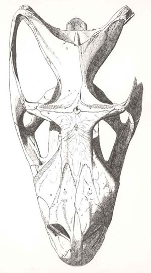 Image of an iguana skull