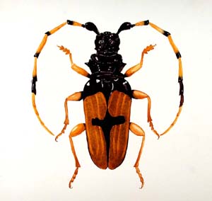 Image of Cerambycid Beetle