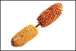 Corn on stick
