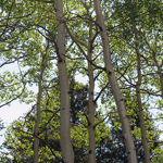 Image of aspen grove