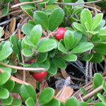 Image of berries