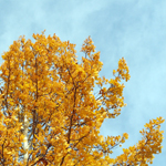 Image of aspen grove in fall color