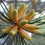 Image of pine tree flower cluster