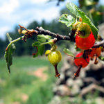 Image of waxcurrant bush with berries