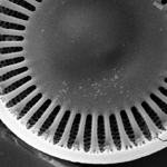 Thumbnail image of scanning electron micrograph of diatom