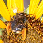 Image of bee pollinating a sunflower