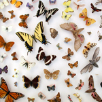 Image of drawer full of pinned butterfly specimens