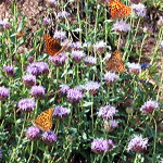 Image of plant with butterflies on it