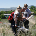 Image of entomologists collecting grasshoppers