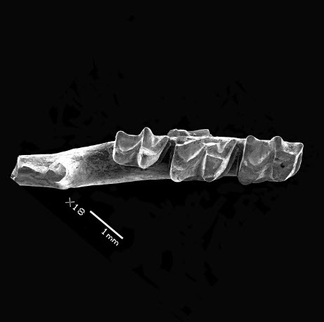 Talpid mammal Oreotalpa florissantensis gen. et sp. nov., FLFO 5813(holotype), right dentary with m1-m3 from UCM locality 92179, Florissant Formation, Florissant Fossil Beds National Monument, Colorado, USA