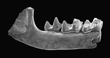 Talpid mammal Oreotalpa florissantensis gen. et sp. nov., FLFO 5813 holotype), right dentary with m1-m3 from UCM locality 92179, Florissant Formation, Florissant Fossil Beds National Monument, Colorado, USA