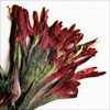 Thumbnail image of indian paintbrush plant