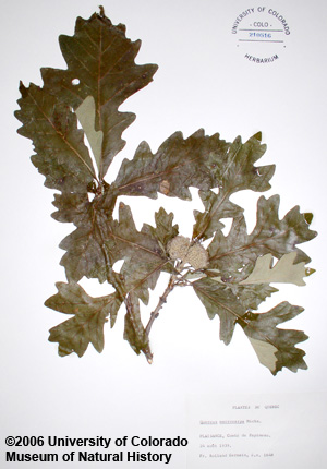 Photo of bur oak specimen