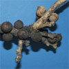Thumbnail image of tree branch with plant galls