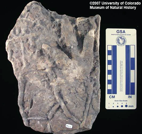 Photo of fossil theropod track