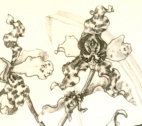 Detail of illustration from Oakes Ames's Orchidaceae