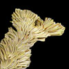Thumbnail image of bristlecone