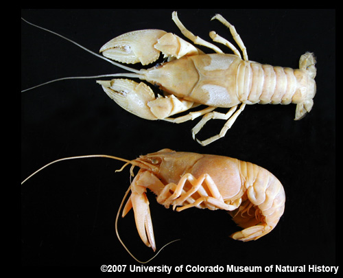 Photo of crayfish specimens