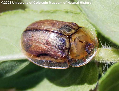 Photo of live one-spotted tortoise beetle adult