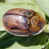 Thumbnail image of tortoise beetle